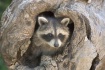 Baby Raccoon in Hole - Centered